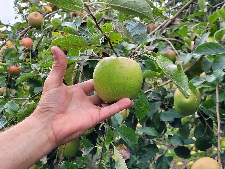 Twenty Ounce apple is a favorite cooking apple.