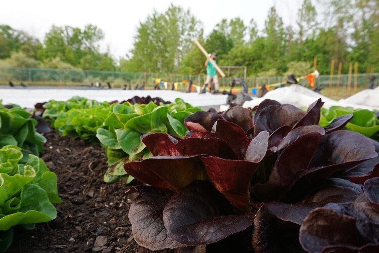 Since its founding, the farm has donated 21,054 pounds of produce to those in need in the community. 
