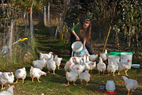 Caring for livestock is often part of an off-grid lifestyle.