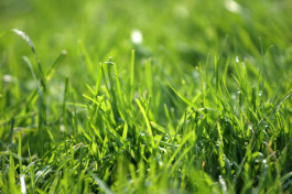 Green lawns are a definite sign of summer.