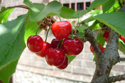 The cherry -- such a beautiful fruit! 