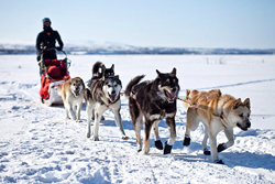 Sled Dog team