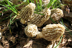 Morel Mushrooms thumb