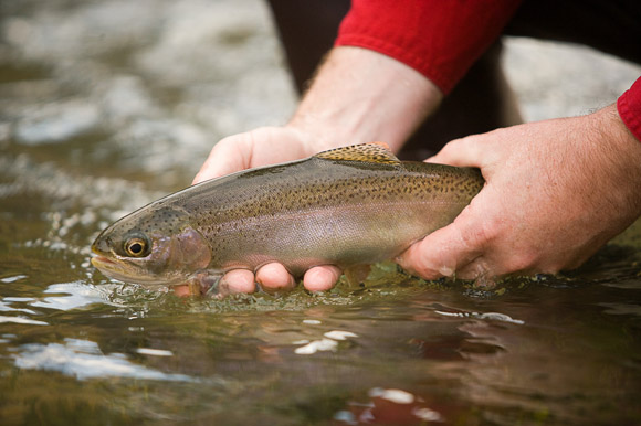 Rainbow trout.