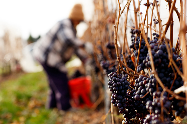 Picking grapes at Brys Estate for their Cabernet Franc. / Beth Price