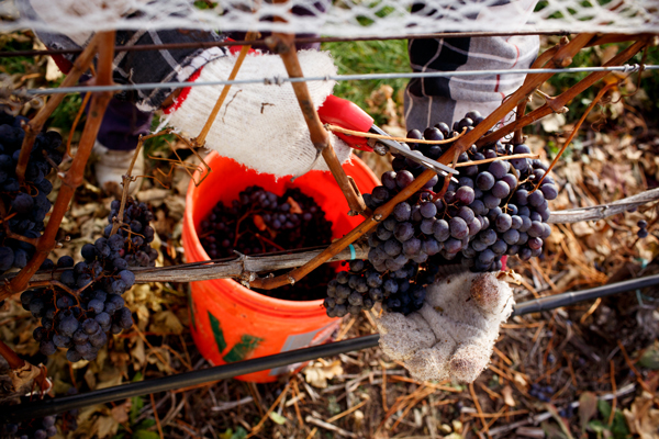 Brys Estate's Cabernet Franc grapes being harvested. / Beth Price