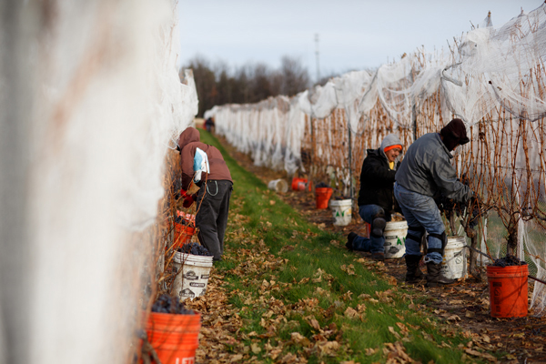 The work is being done by Agrivine. / Beth Price 