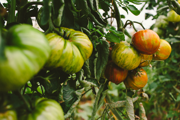 Heirloom tomatoes growing in the hoop house.