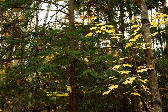 A fall beech. Its leaves with a Hemlock pocket.  Hemlock can provide valuable winter cover for animals.
