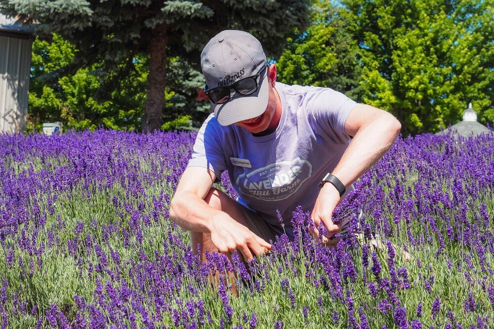 A Michigan lavender farm.