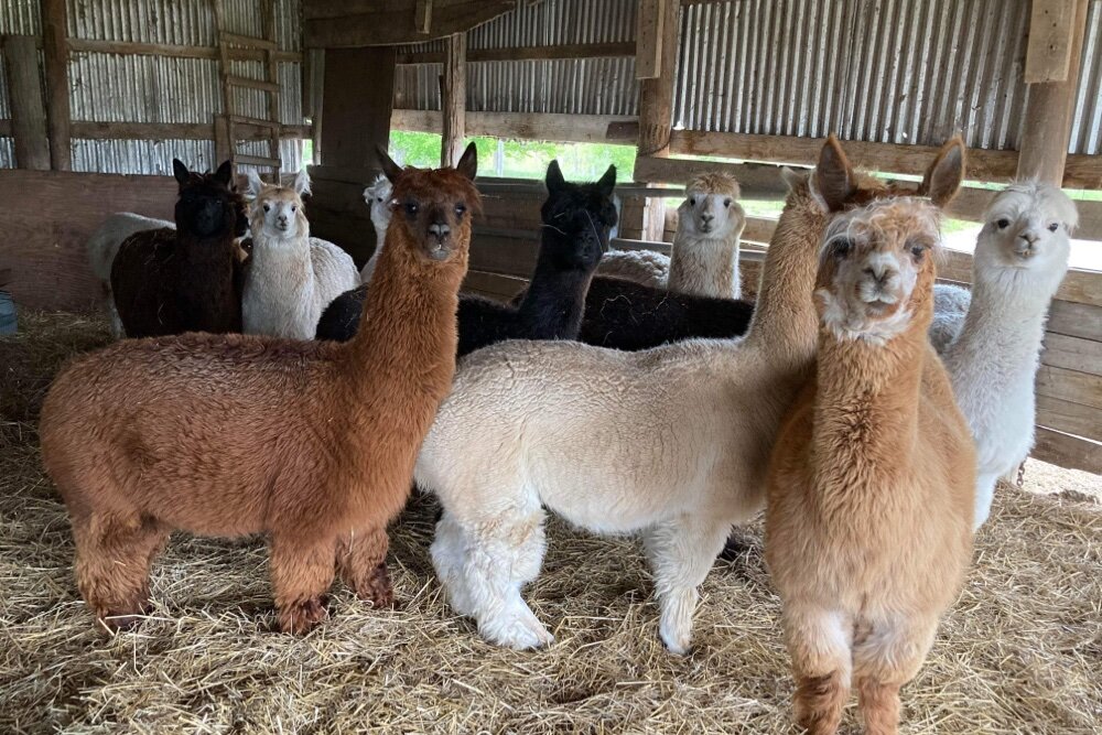 The Clock family has added a lot to their farm recently, including nearly doubling their herd of alpaca to 25.