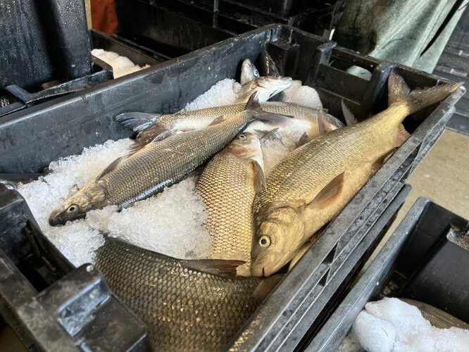 A bin of freshly caught whitefish at Carlson's Fishery in Leland.