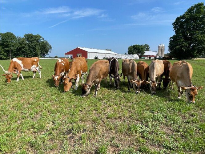 The De Vors have a herd of about 100 Jersey cows and a few Guernseys on their farm east of Kalkaska in northern Michigan.