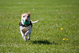 An unused plot in the village’s municipal park system – just north of the softball diamonds – will soon become the site of the Cass City Bark Park.