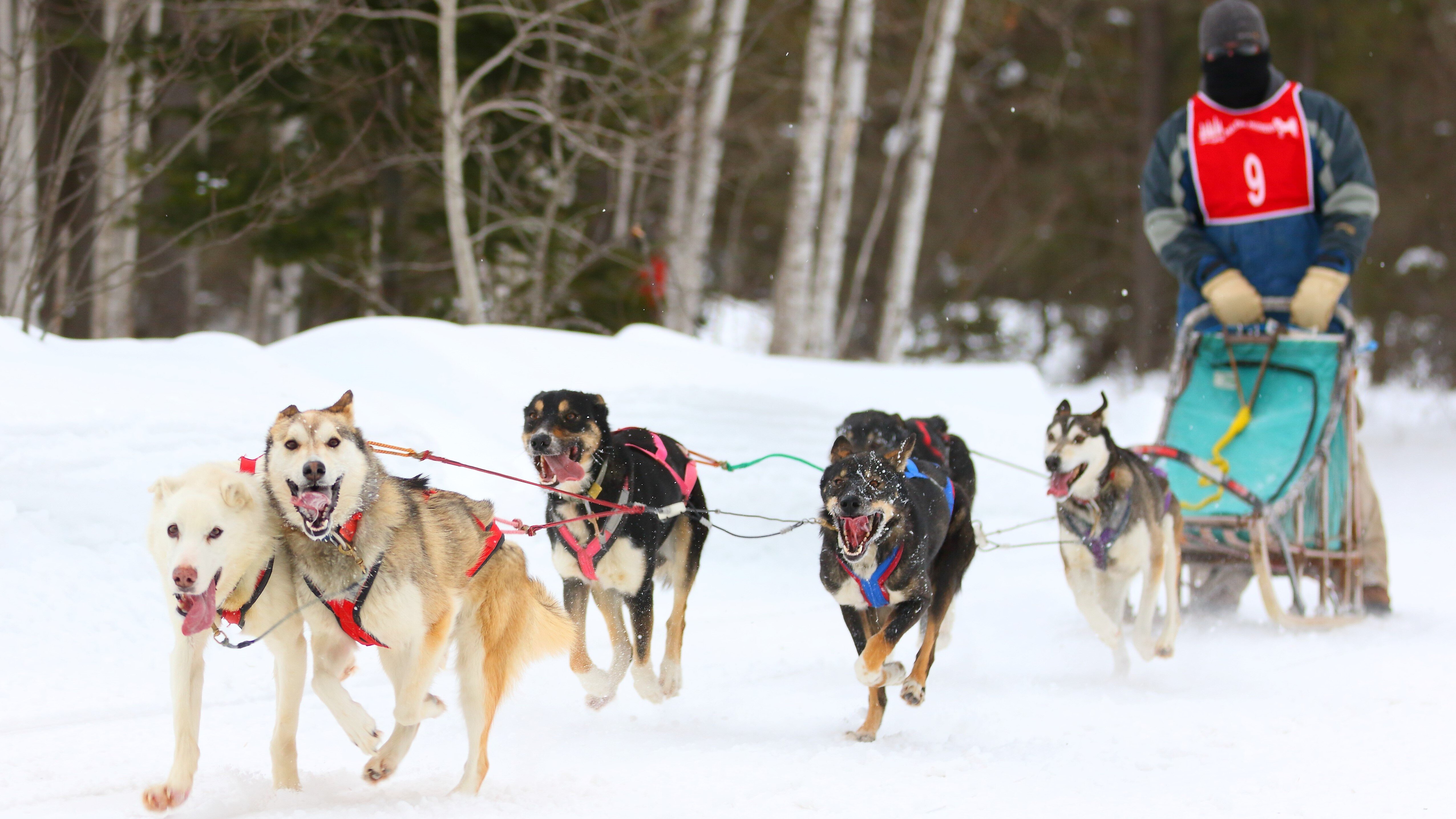 The UP hosts epic dog sled race this weekend