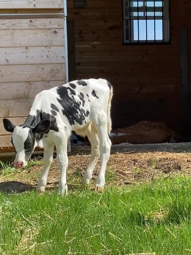 farmcalf