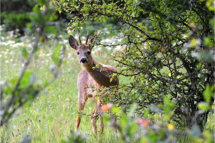 deerhabitat
