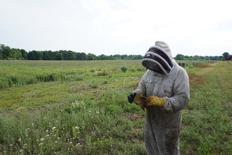 Farmers like to have the bees nearby for pollination.