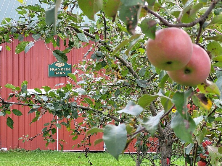 Honey Crisps are a relatively new apple, developed in 1991. 