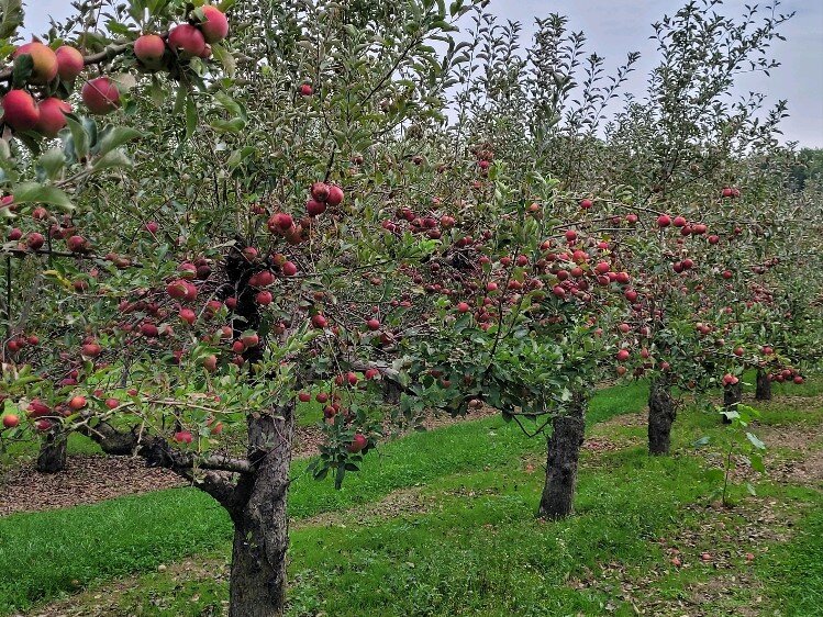 Ida Red is a cross between a Jonathan and a Wagner. It's an all-purpose apple.