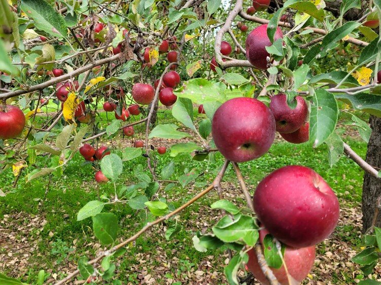 Jonathans are slightly tart, good for baking or eating fresh.