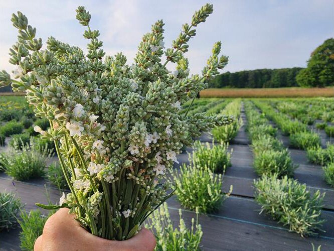 Lucky Clover Farm in Gaylord sells hand-harvested, organically grown, culinary lavender.