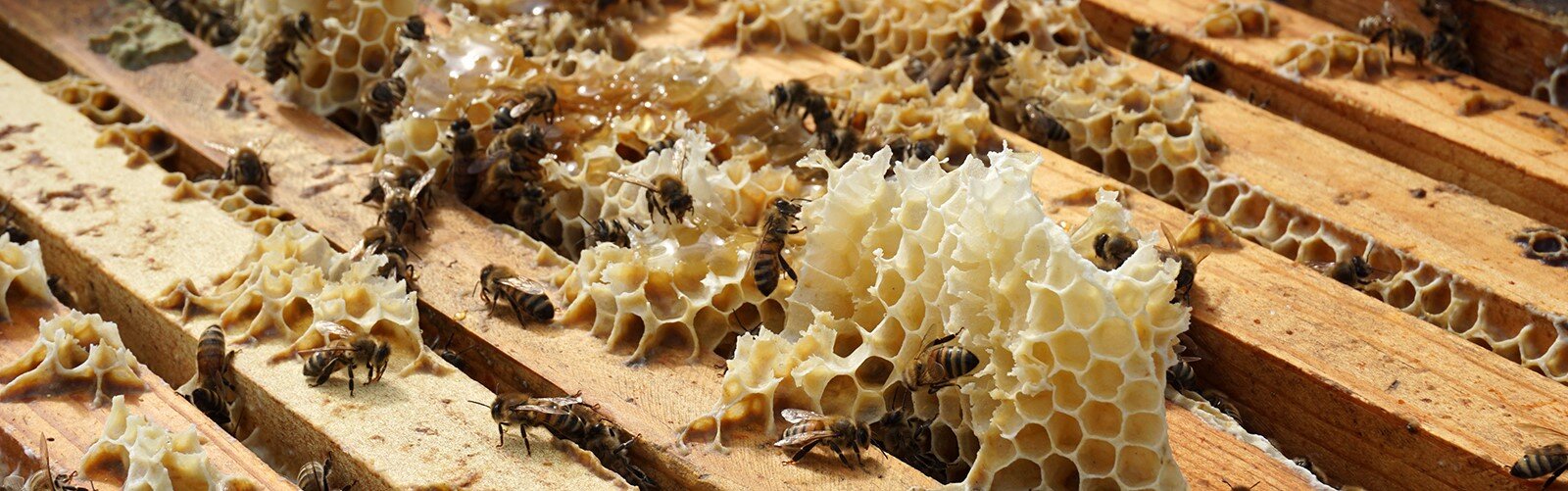 Peek into the honeycomb: A day in the life of a beekeeper