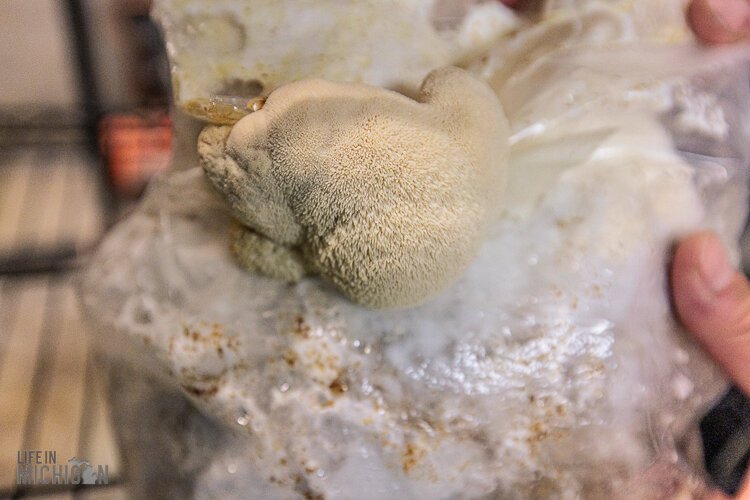 Fungi in Myconaut's lab space at Innovate Marquette SmartZone.
