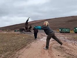 Beth Maata releases a bald eagle back to nature. The bird was rescued and treated after being hit by a car while feeding on road-kill deer.