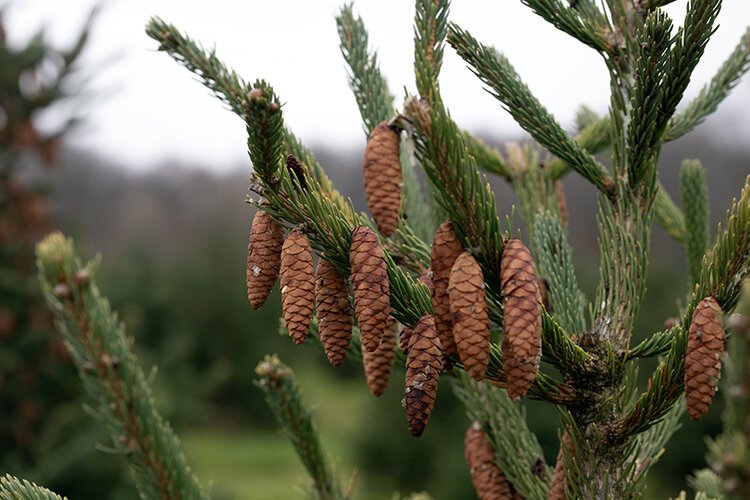 Several varieties of trees are grown at Shea Tree Farm including Blue Spruce, Douglas Fir, Fraser Fir, Canaan Fir, and White Hills Pine. 