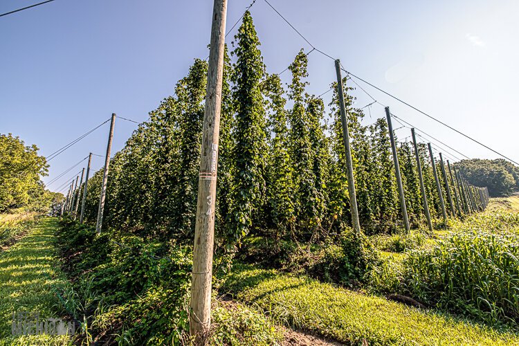 The hops growing at the Top Hops Farm in Goodrich.