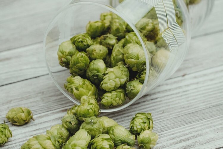 "Michigan has become a legitimate hop growing region with novel aroma profiles," says J Robert Sirrine, Ph.D., Senior Educator at Michigan State University Extension.
