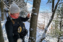 A cooperative invasive species management area technician tags a hemlock tree during a winter hemlock woolly adelgid survey.
