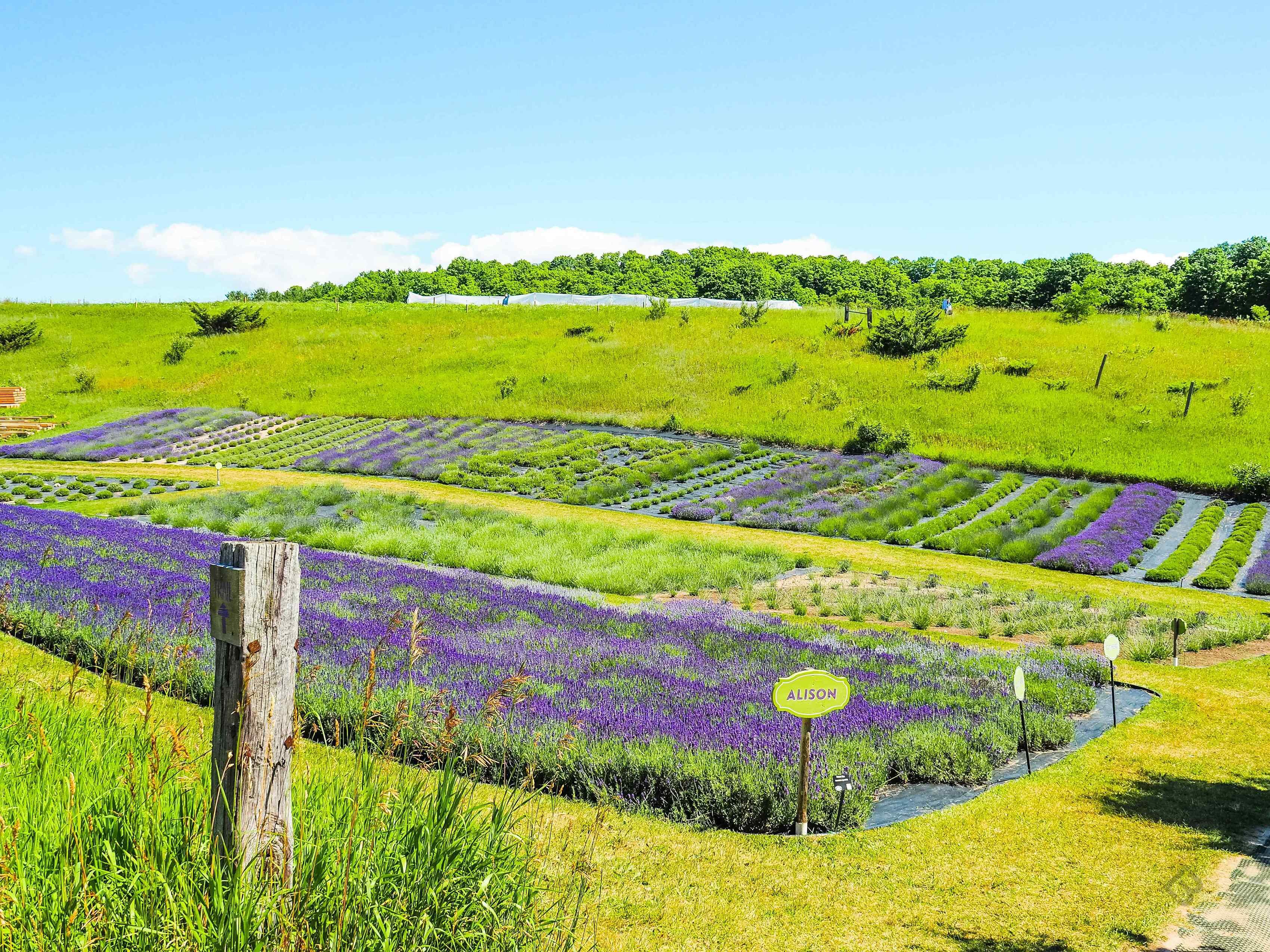 Lavender farms bloom across rural Michigan