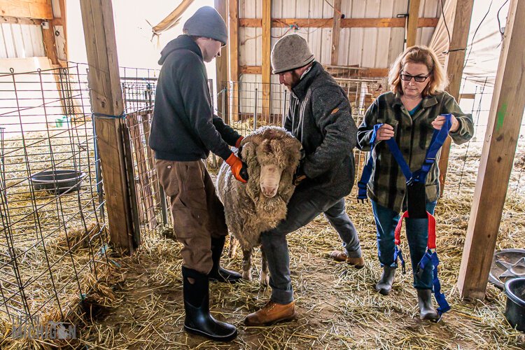 Russel Lipe, Terrance Patrick and Bridget Kavanagh wrangle with a male sheep used for breeding.