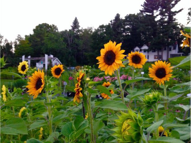 Sunflowers are a popular backdrop for special event and family photos. 