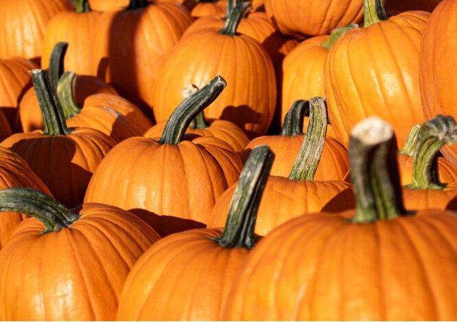 pumpkindisplay2