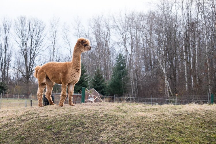 An alpaca stands on top of a hill inside an enclosure at Rooftop Landing Reindeer Farm.