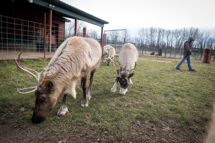 Reindeer eat treats that were dropped on the ground of an enclosure.