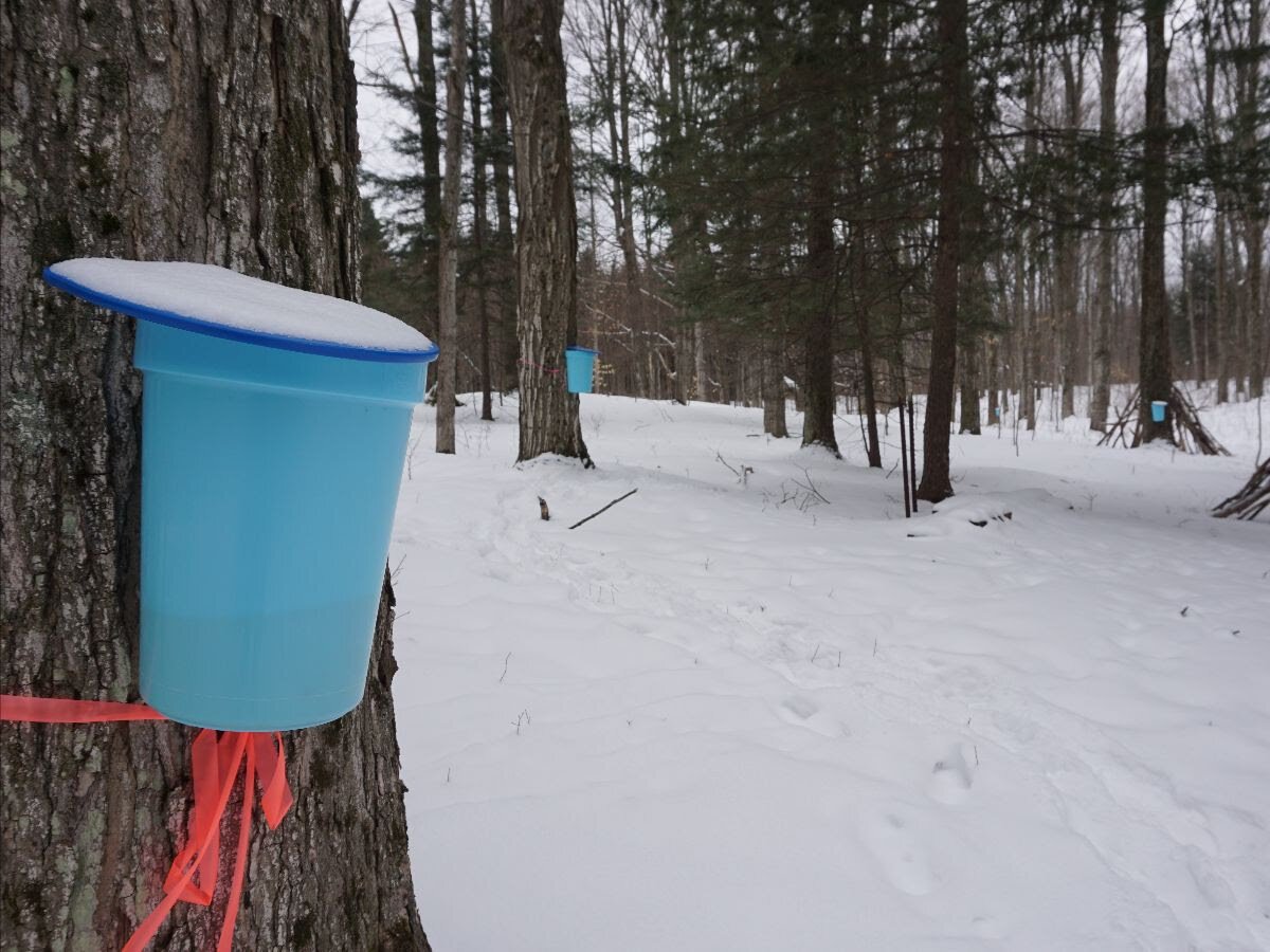 Blue buckets decorate the Forest Area Community Schools forest, where a new sugar shack has brought maple sugaring back to life. 