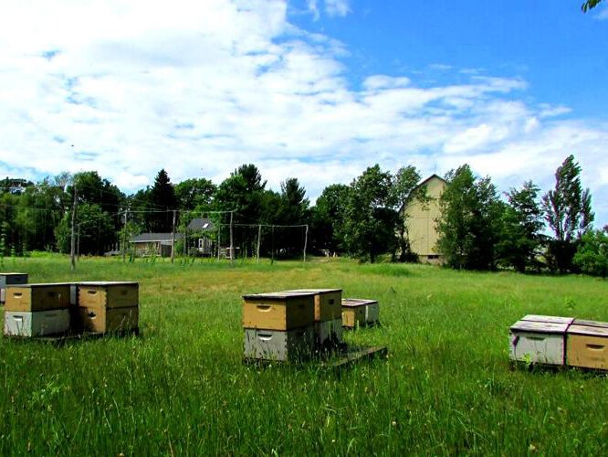 About 40 to 50 bee hives are maintained on the farm. The honey is used as a beer ingredient.