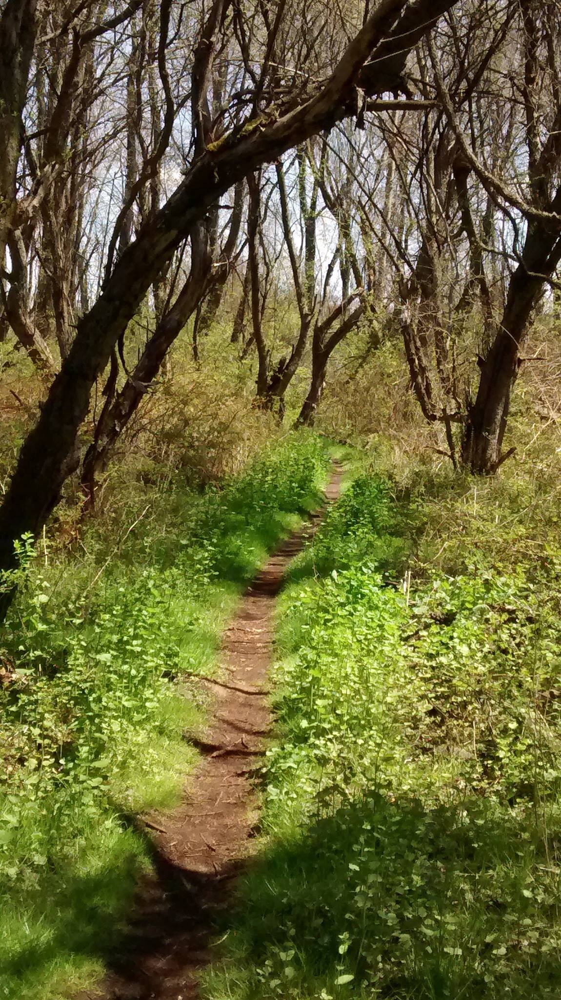 A trail through The Dump.