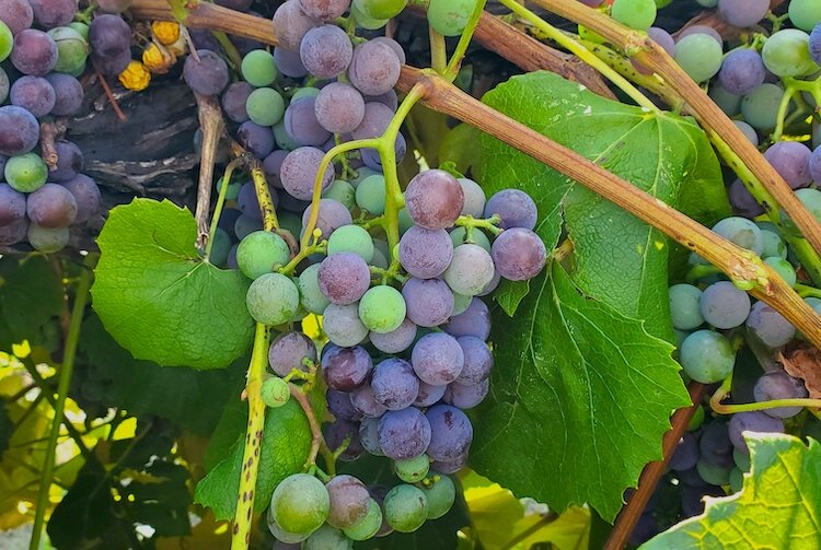 The grape production in Michigan is reliable. Welch's is expanding in Lawton.