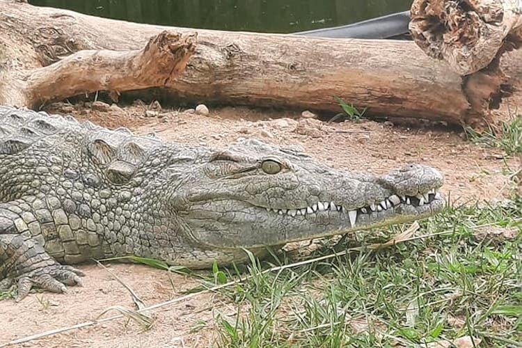 Certified Tourism Ambassadors learn about the Critchlow Alligator Sanctuary in Athens,