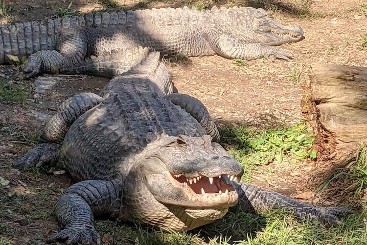 Certified Tourism Ambassadors learn about the Alligator Sanctuary.