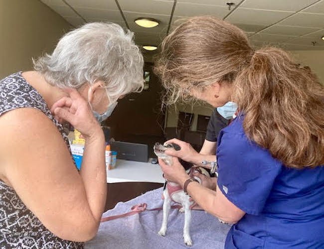 A veterinarian checks a dog during a free clinic hosted by the Kalamazoo Humane Society.