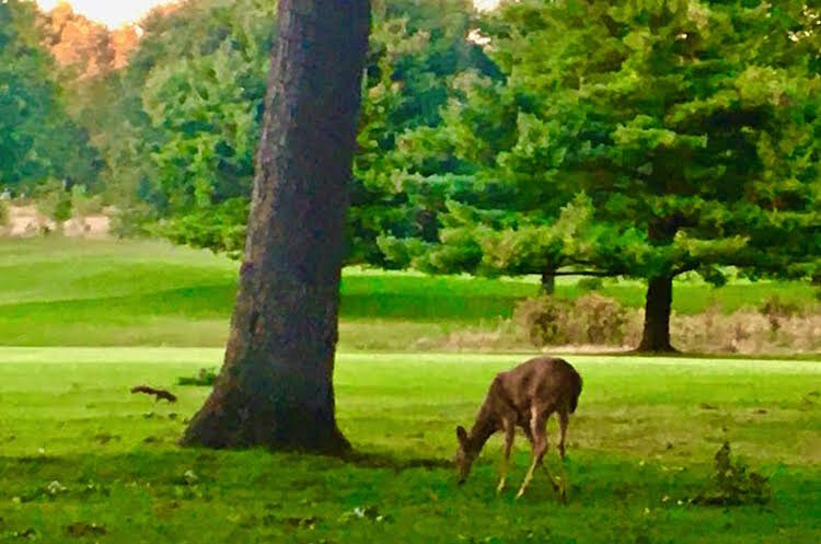 A deer takes a time out on the front nine of the Milham Golf Course.