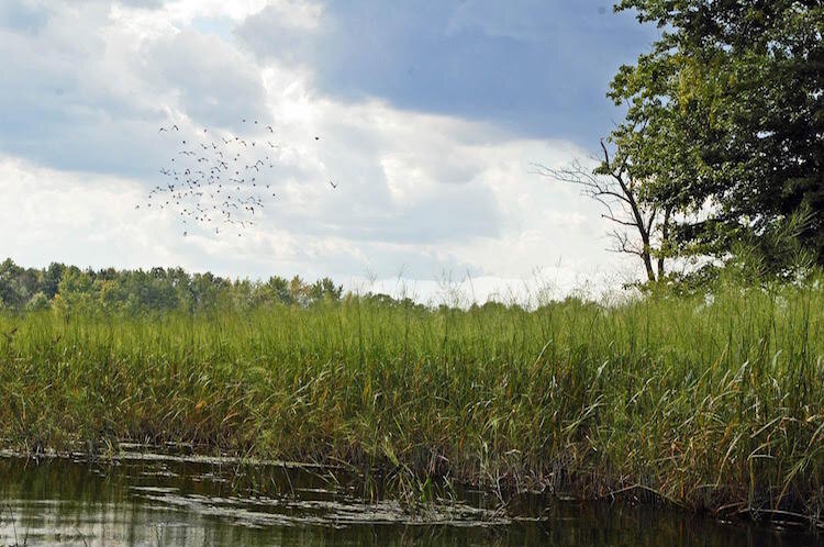  Birds fly over the Kalamazoo River watershed.