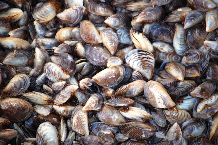 The mussels are already in the Great Lakes and Michigan would like to keep them from spreading through inland lakes.