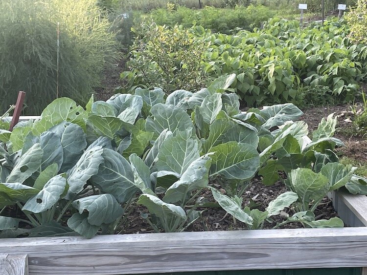 Sunnyside Community Garden.